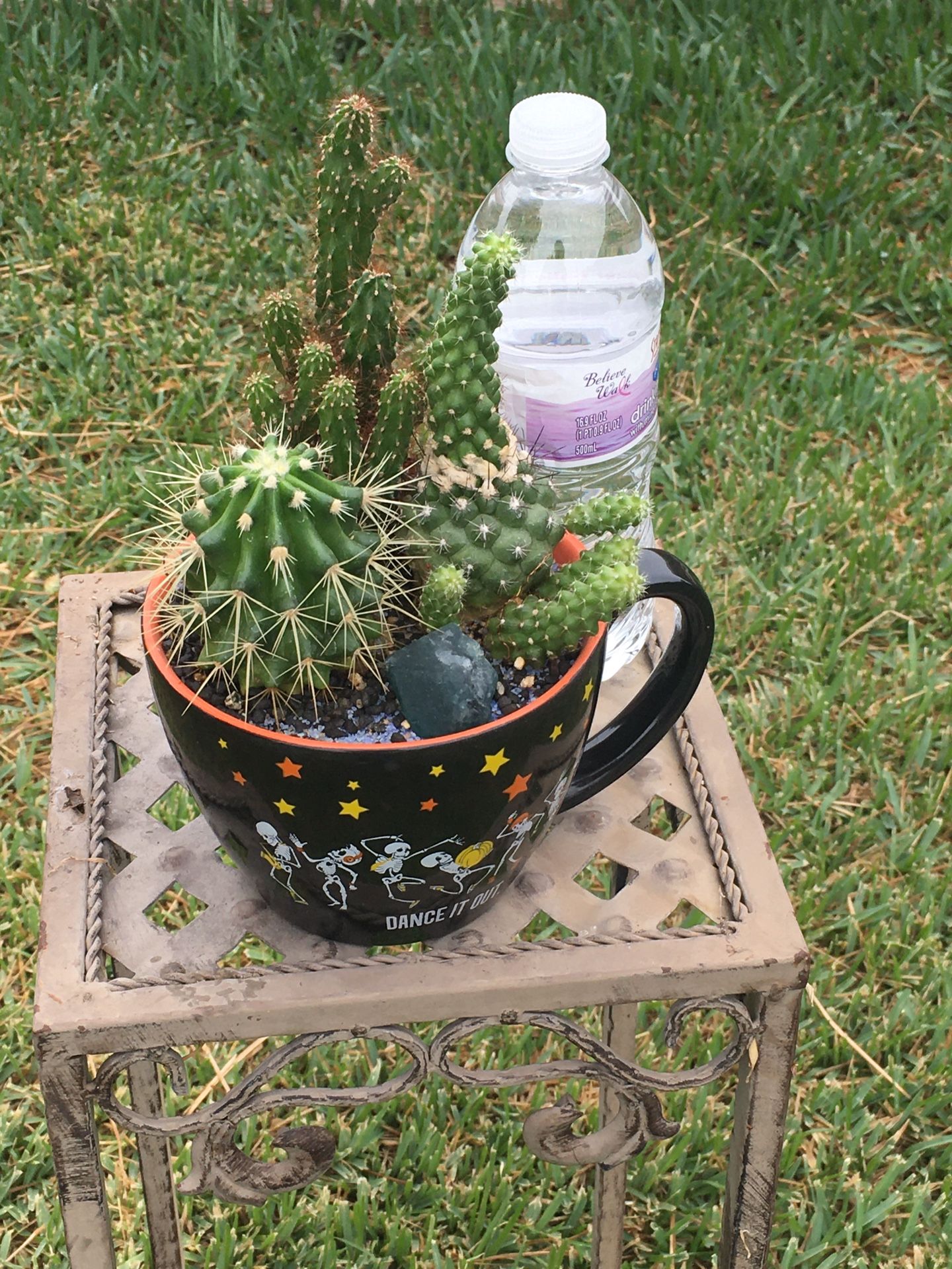 Beautiful Ceramic Cup with Variety Of Cactus