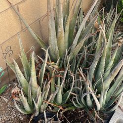 Aloe Vera Plants 