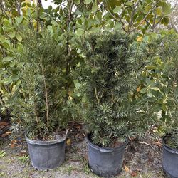 Podocarpus 