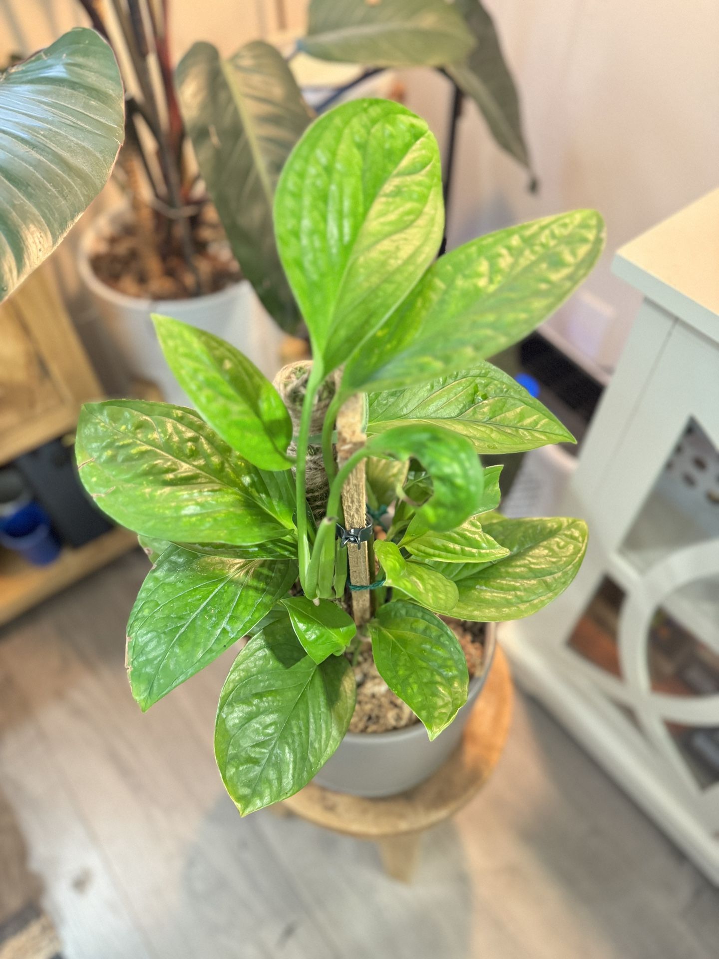 Monstera Karstenianum "Peru" Indoor Houseplant In Ceramic Pot