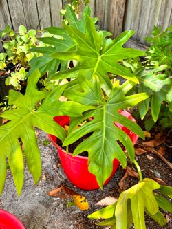 Lacy Tree Philodendron