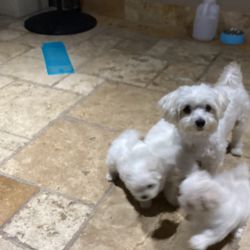 Artículo A La Venta