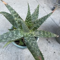 Aloe Vera