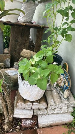 Plantas