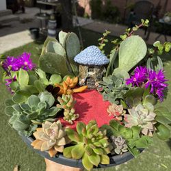Gorgeous Succulent Garden 🪴❤️