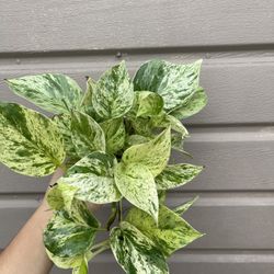4” snow queen pothos 