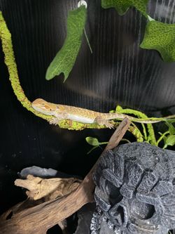 bearded dragon cage