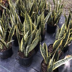 Snake Plant - 3gl