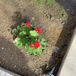 Rose 🌹 Plant 