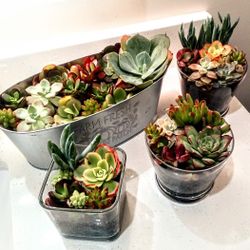 Indoor/Outdoor Plants