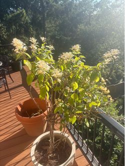 Plants and pots