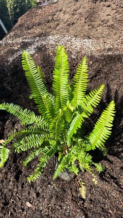 Helechos / ferns