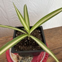 Spider Plant