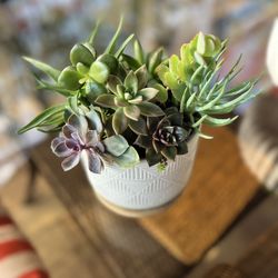 Lovely Succulents Arrangements!!!