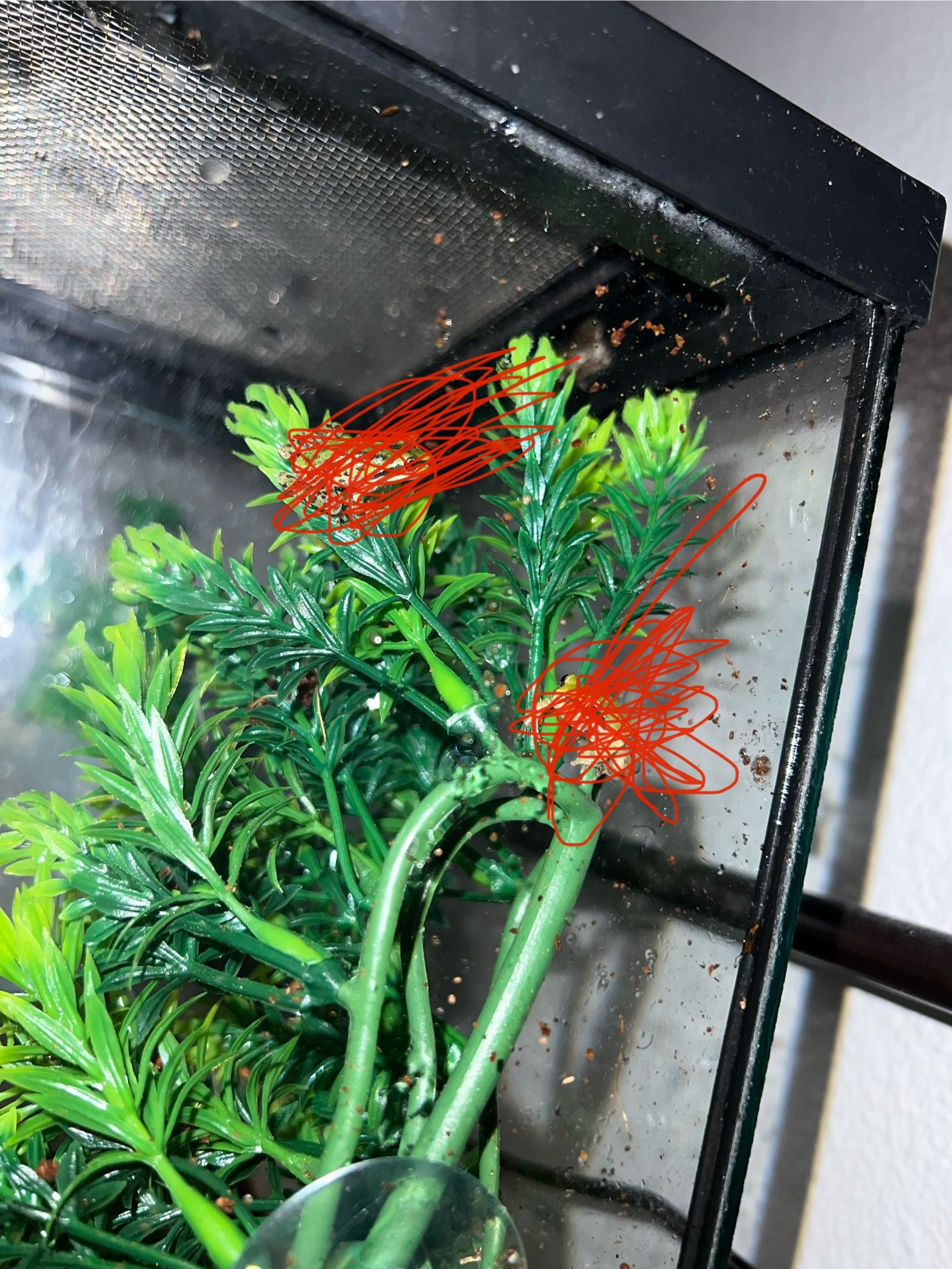 pacific tree frog tank