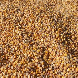 Corn 