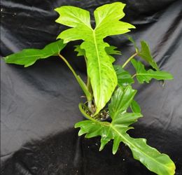 Rare Aroid Philodendron Golden Dragon plant/. Indoor Plant/ house Plant/ flower patio garden starter