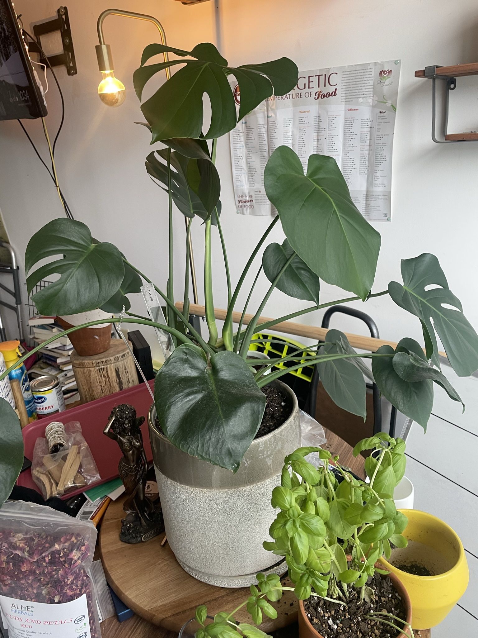 Large Monstera Deliciosa In Ceramic pot