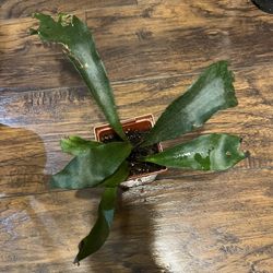 Staghorn Fern Plants