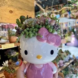 Hello Kitty Succulent Arrangement 