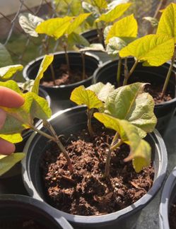 Scarlett runner pole bean plants