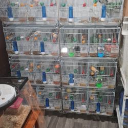 Breeding Cage Set Up