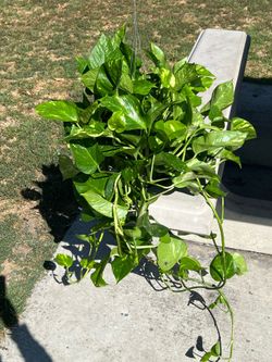 Gift for Mothers Day Golden Pothos natural plant