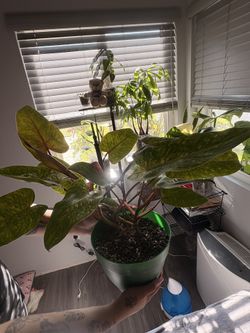 plant philodendron 