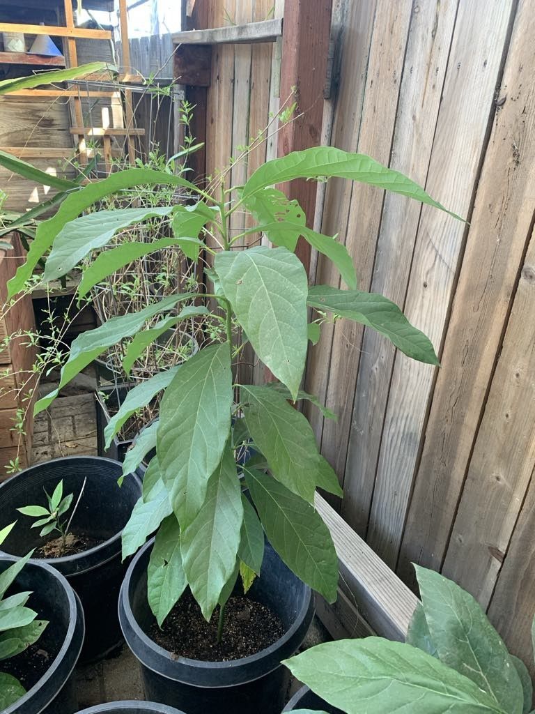 Big Avocado Almost 5F Tall Organic Too,All Products : American Fashion Style Bags On Sale