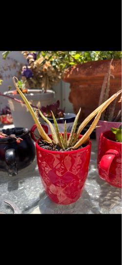 Succulent mug