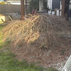 Weeping red leaf 30+ year Japanese maple with 10 foot canopy about 4 feet tall