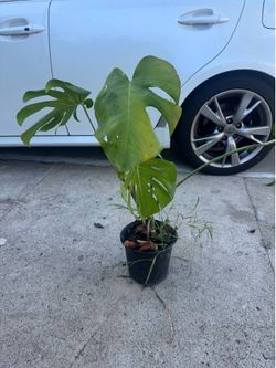 Monstera