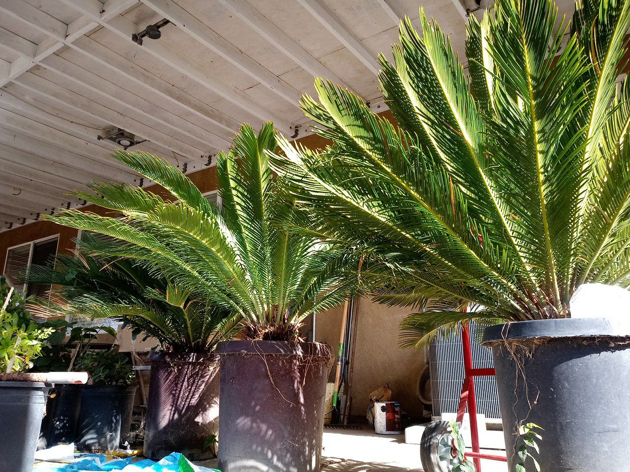 Mini Palm Plant 4 ft tall