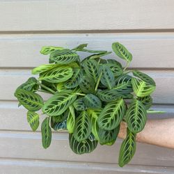 6” Maranta Leuconera Lemon Lime 
