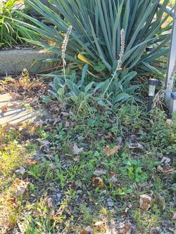 Lambs ear plant