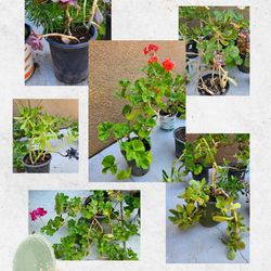 Geraniums And Succulents 