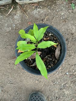 Lychee plant    Planta de lychee