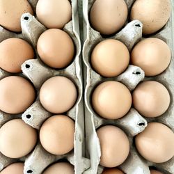 FRESH EGGS DAILY