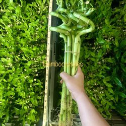 10 PIECE Spiral Lucky Bamboo Live Indoor Plant About 16" Tall $20/bundle