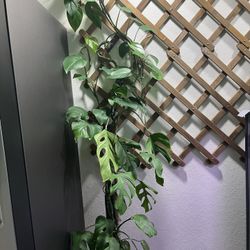 Rhaphidophora Pertusa