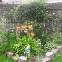 Yard Plants & Ostrich Ferns Price Negotiable 
