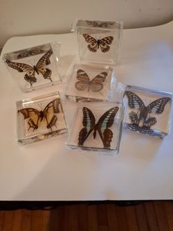 Specimen Butterfly Collection