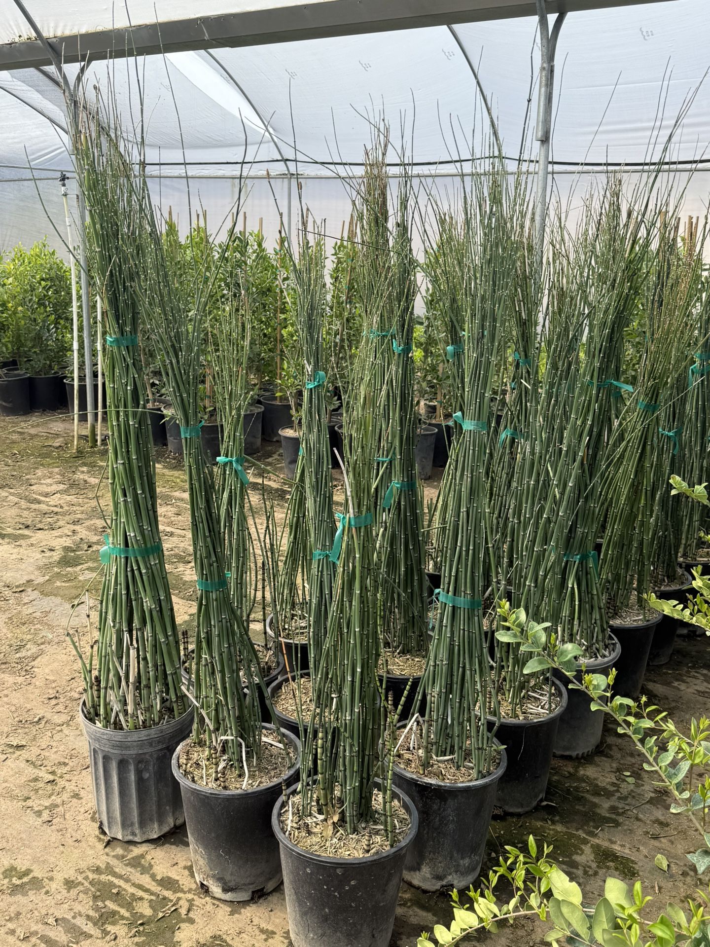 Horse Tail Plants 5 Gal
