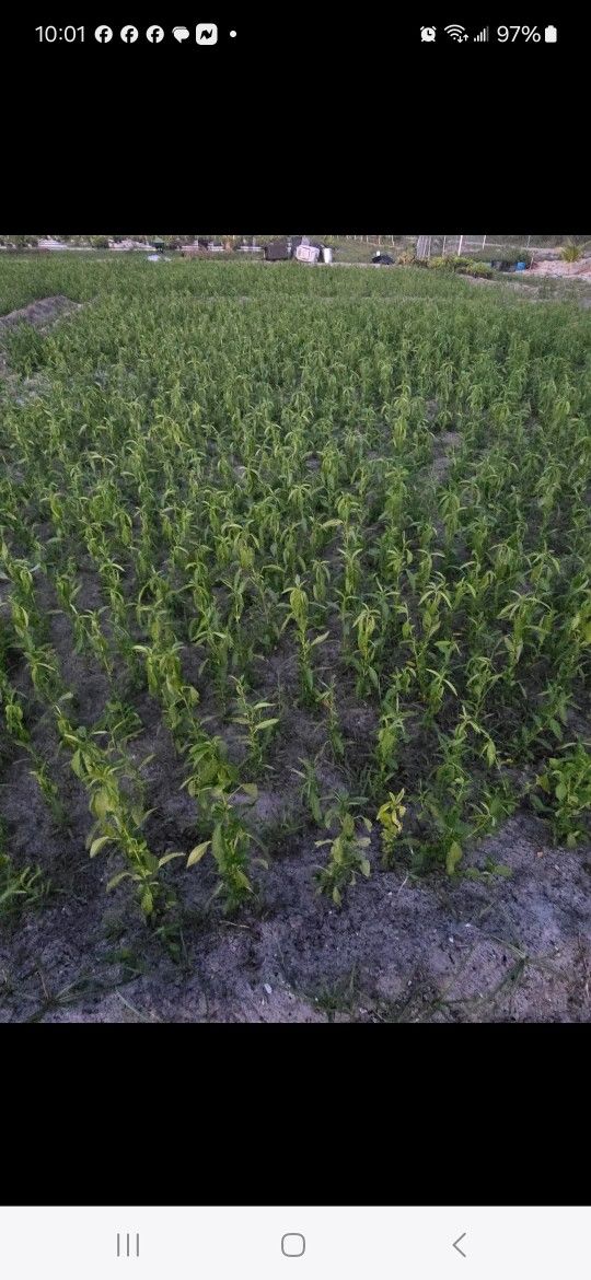 Lalo (LEGUME GREEN)