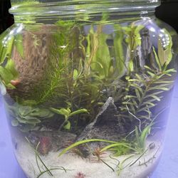 Aquarium In A Jar - Complete Ecosystem 