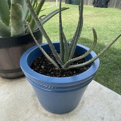 Aloe Vera Plant