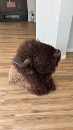 Bison Buffalo Taxidermy Shoulder Mount