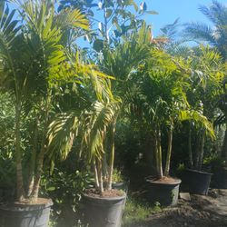 Christmas Palm Trees Triple Trunk 25gl $120