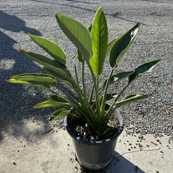Bird Of Paradise