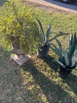 Stop In today to purchase plants